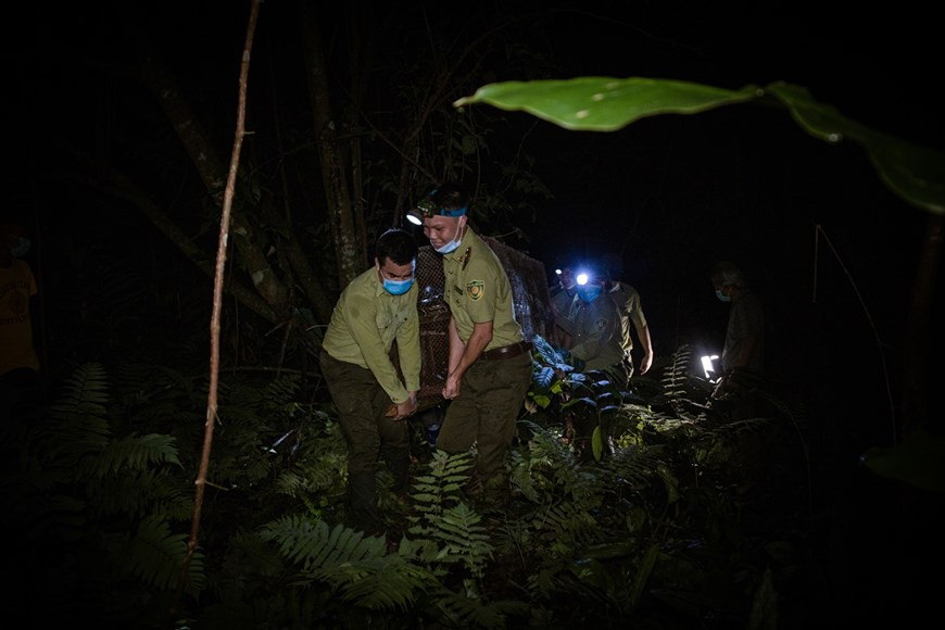 Бесплатная экскурсия позволяет туристам участвовать в выпуске животных обратно в лес национального парка Кукфыонг. Незаконно проданные животные, такие как птицы, обезьяны, рептилии, дикие кошки и циветты, будут выпущены обратно в лес во время туров под названием «Возвращение домой», каждый из которых включает максимум 15 участников. Возвращение дикого животного в дикую природу - это процесс принятия, лечения, заботы, требующий упорного и полного энтузиазма функциональных сил и профессиональных сил Парка. Посетителям предлагается делать пожертвования парку на его работы по сохранению. Энтузиасты могут зарегистрироваться за месяц заранее через фан-страницу по туризму национального парка Кукфыонг, чтобы получить письмо-приглашение. Кукфыонг - первый национальный парк Вьетнама, расположенный в горном массиве Тамдьеп, на территории трех провинций: Ниньбинь, Хоабинь и Тханьхоа. (Фото: Вьетнам+)