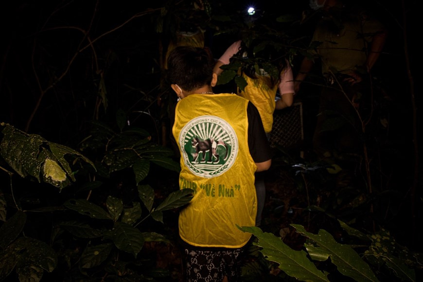 «Дети устроили знаменательный праздник середины осени в национальном парке Кукфыонг», - сказал Нгуен Ван Ши, бывший член мужской национальной футбольной команды и тренер футбольного клуба Намдинь. Бесплатная экскурсия «Возвращение домой» в национальном парке Кукфыонг в северной провинции Ниньбинь позволяет туристам заниматься выпуском животных обратно на природу, тем самым помогая распространять идею сохранения природы среди общественности. Впервые в национальном парке Вьетнама посетители могут вместе с властями выпустить спасенных диких животных на природу. Каждый посетитель, присоединяющийся к туру, станет «послом», который поможет повысить осведомленность общественности об охране природы. Возвращение дикого животного в дикую природу - это процесс принятия, лечения, заботы, требующий упорного и полного энтузиазма функциональных сил и профессиональных сил Парка. (Фото: Вьетнам+)