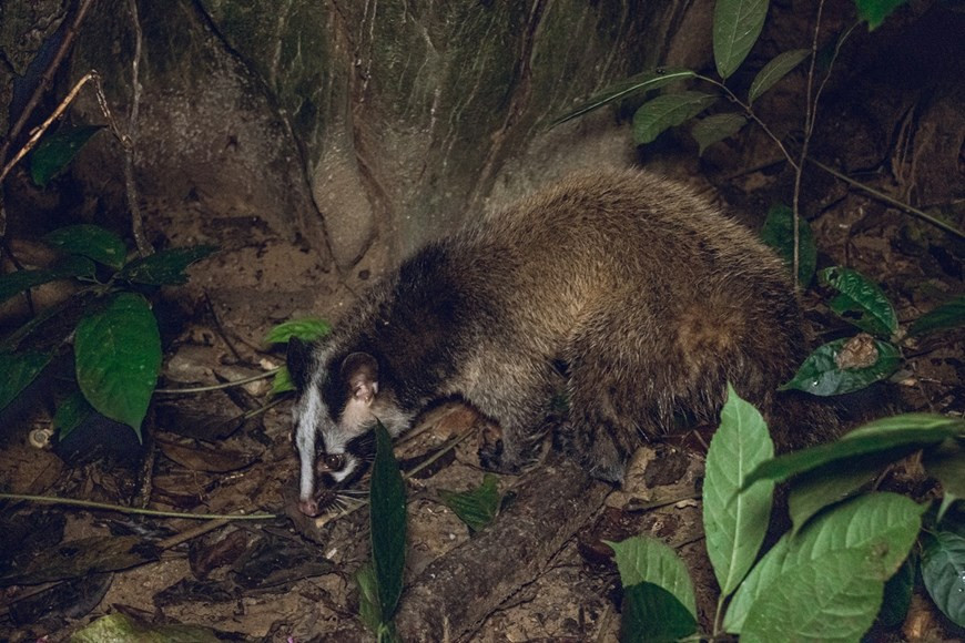 Вьетнам также активизировал двустороннее и многостороннее сотрудничество в области сохранения дикой природы, например, подписав в 2012 году соглашение с Южной Африкой о прекращении незаконной торговли рогами носорога. В период с 2015 по 2020 год около 73% дел о незаконном обороте дикой природы были переданы в суд. Уголовный кодекс 2015 года привел к увеличению среднего количества приговоров к лишению свободы за преступления против дикой природы в последующие годы до 5,29 лет в 2018 году и 4,49 лет в первой половине 2020 года по сравнению с 1,25 годами в 2017 году. В настоящее время во Вьетнаме находится 173 природоохранных зоны, включая 33 национальных парка, 66 заповедников, 18 заповедников и заповедников среды обитания. Агентство «Образование для природы – Вьетнам» (ENV) заявило, что в прошлом году во Вьетнаме было спасено 1.132 диких животных, что составляет 57,1% из 2.216 случаев нарушений, о которых сообщили гражданские лица. (Фото: Вьетнам+)