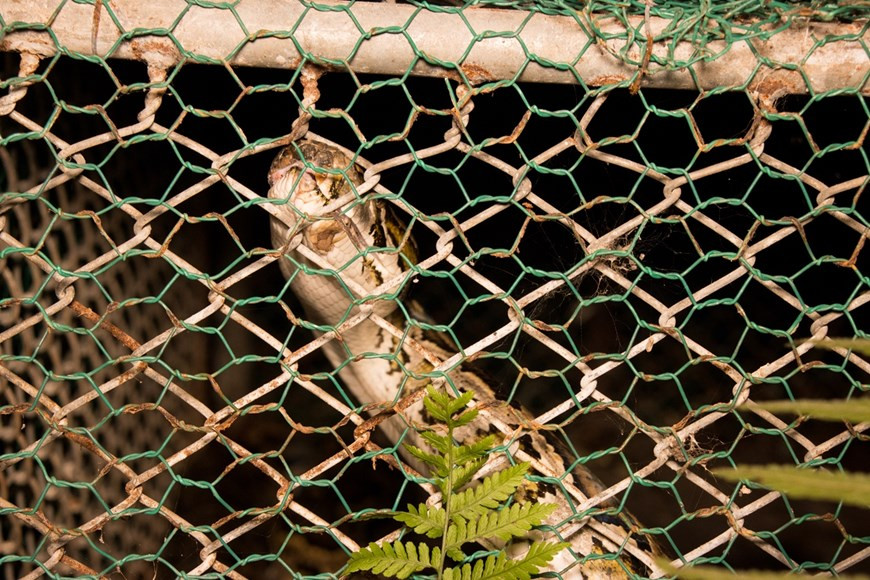 По данным Агентства по сохранению биоразнообразия, Вьетнам ужесточил наказание в отношении нарушителей правил охраны дикой природы и биоразнообразия. В июле прошлого года премьер-министр Нгуен Суан Фук издал Директиву № 29 о неотложных мерах по ограничению торговли и потребления дикой природы, запретив ввоз живых диких животных и продуктов дикой природы, строго запретив рынки дикой природы, охоту, транспортировку, забой, продажу, покупку, хранение, потребление или рекламу дикой природы, в том числе онлайн-продажи. Вьетнам является одной из сторон, подписавших Конвенцию о биологическом разнообразии, Конвенцию о международной торговле видами дикой фауны и флоры, находящимися под угрозой исчезновения, Конвенцию 1989 года о водно-болотных угодьях международного значения и Конвенцию ООН по борьбе с опустыниванием. (Фото: Вьетнам+)