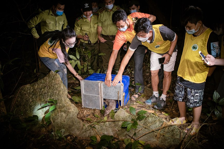 Нгуен Ван Ши, бывший член мужской национальной футбольной команды и тренер футбольного клуба Намдинь, и его семья передали трех питонов, которых они спасли от контрабандистов, национальному парку Кукфыонг. «Это лучшее место для жизни питонов», - сказал он. Парк площадью 25.000 га является домом для более 2.000 видов растений и 2.600 видов животных, включая 2.000 видов насекомых, 135 видов млекопитающих, 122 вида рептилий и земноводных, 65 видов рыб и более 336 видов птиц. Здесь были обнаружены и охраняются многие исчезающие виды, в том числе летающая ящерица, пятнистый олень, золотая обезьяна, медведь, леопард, лисица, лошадь и знаменитый черно-белый лангур. За последние 6 месяцев многие любители природы рассказали друг другу о значении особого впечатляющего тура в национальном парке Кукфыонг. (Фото: Вьетнам+)