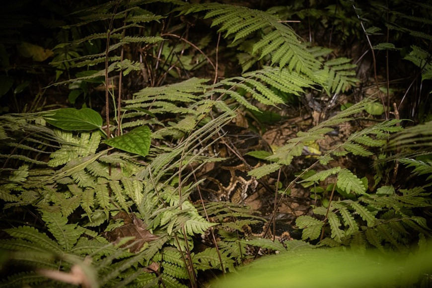 По состоянию на октябрь 2020 года лесной покров Вьетнама достиг 41,89%, или более 13,8 млн. га. Страна владеет 173 заповедными зонами общей площадью более 2.500 га, в том числе 33 национальными парками и 66 заповедниками. Согласно шестому национальному докладу о биологическом разнообразии, во Вьетнаме в настоящее время насчитывается 51.400 видов фауны и флоры, в том числе около 7.500 штаммов микроорганизмов, 20.000 видов флоры, 10.900 видов наземных животных и 2.000 видов беспозвоночных и пресноводных рыб. В течение 2014-2018 годов во Вьетнаме было обнаружено 334 новых вида фауны и флоры. По данным Агентства по сохранению биоразнообразия, Вьетнам более строго относится к нарушителям правил сохранения дикой природы и биоразнообразия. (Фото: Вьетнам+)