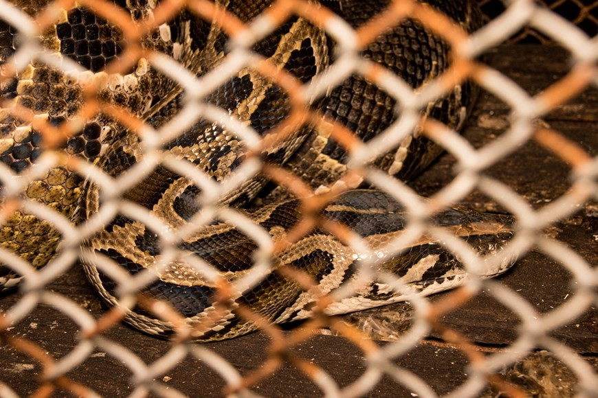 В национальном парке Кукфыонг был создан клуб по экологическому просвещению. При поддержке организации “Международная флора и фауна” (FFI) и агентство «Образование для природы – Вьетнам» (ENV) лесники посетили тысячи детей в деревнях 15 общин, расположенных в буферной зоне парка, за последние 20 лет, чтобы привить молодежи любовь к природе. Многие из этих детей, в свою очередь, стали лесничими или учителями, помогая повысить осведомленность местного населения. Кроме того, программы по спасению диких животных в парке также привлекли вьетнамских и иностранных студентов через летние лагеря или волонтерские кампании, вооружая молодежь знаниями о природе и навыками спасения и ухода за животными. Экологическое просвещение через использование экотуризма - это канал повышения осведомленности и передачи посланий о любви к природе, защите природы и справедливых отношениях с природой. (Фото: Вьетнам+)