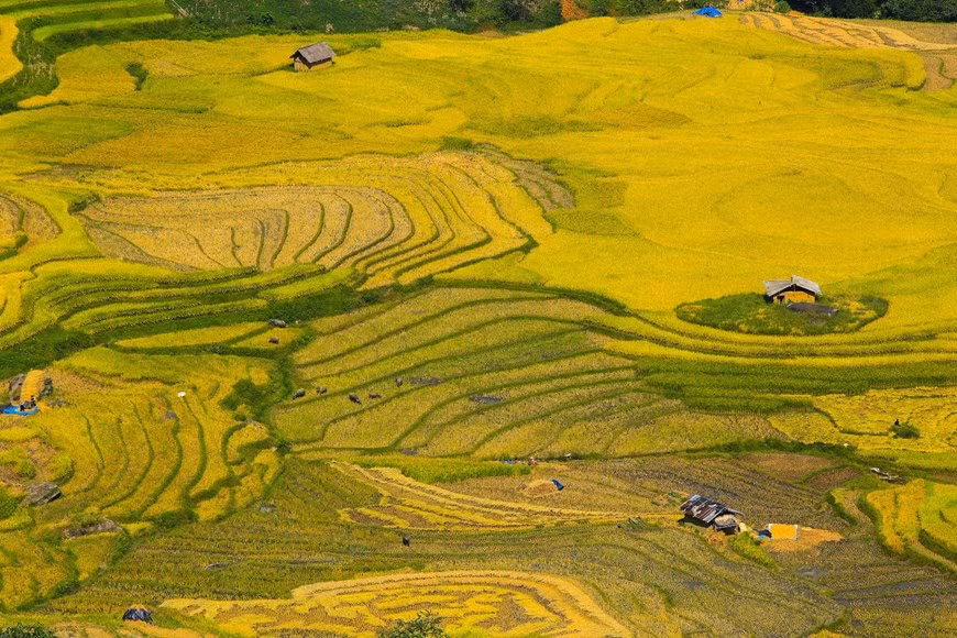 (Фото: Тхэ Дай / Vietnam +)