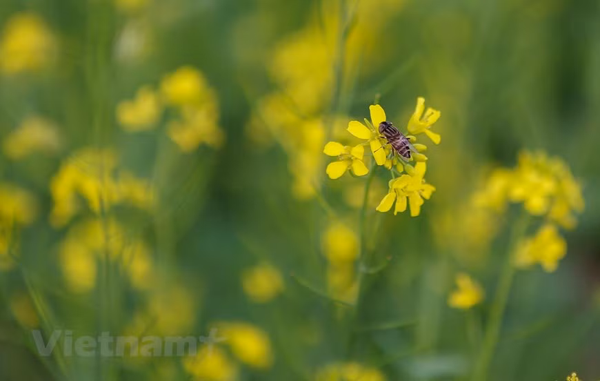  (Фото: Тхэ Дай / Vietnam +)