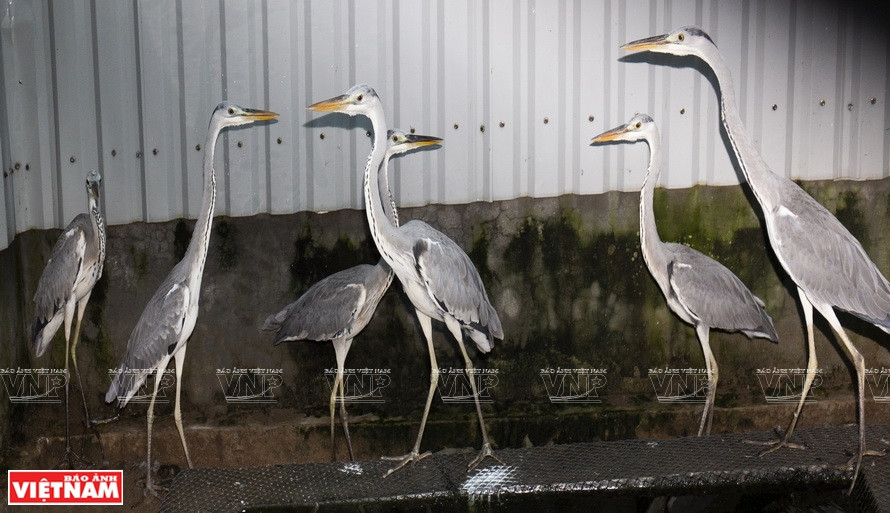 Дикая природа в национальном парке У Минь Тхыонг (Фото: ИЖВ)