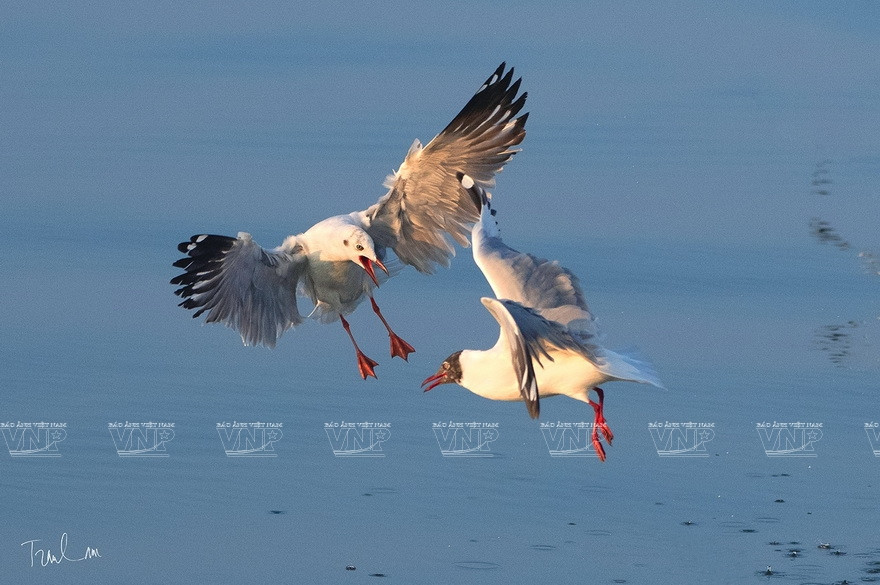 Некоторые работы на выставке "Мгновения природы". (Фото: ИЖВ)
