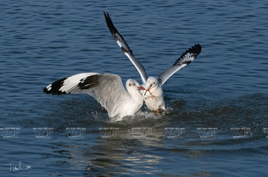 Некоторые работы на выставке "Мгновения природы". (Фото: ИЖВ)