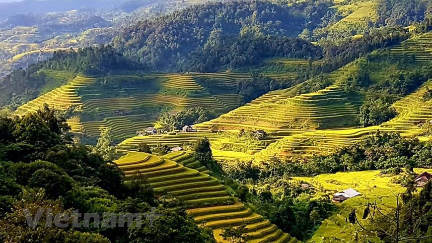 Рис в Хоангшуфи обычно созревает в середине октября. (Фото: ВИА)