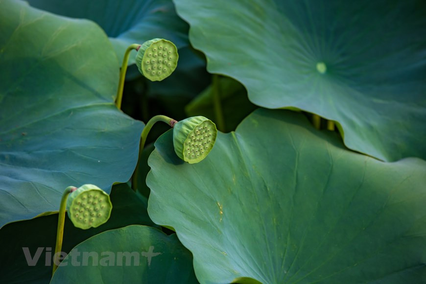 Каждый день с этого пруда собирают 800-1000 цветов лотоса всех видов и распространяется по всему Ханою. (Фото: Минь Шон / Vietnam +)