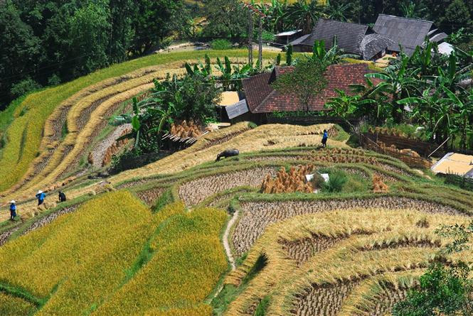 Террасные поля Хоангшуфи, провинция Хажанг. (Фото: ВИА)