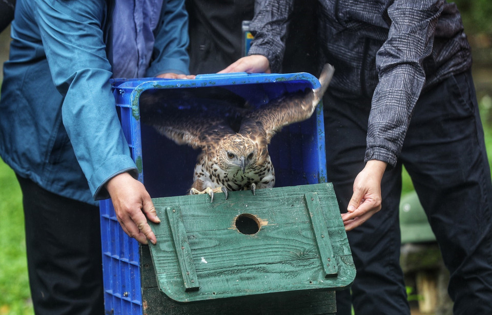 Горный ястреб был повторно выпущен в Национальный парк Кукфыонг (провинция Ниньбинь) Правлением Национального парка и Центром спасения дикой природы Ханоя. (Фото: ВИА)
