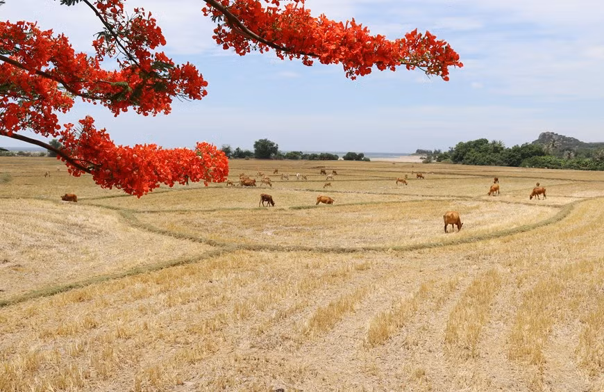 Биосферный заповедник Нуйтьюа (Ниньтхуан), обладающий высокой ценностью биоразнообразия, привлекает туристов и ученых для посещения и исследований. (Фото: ВИА)