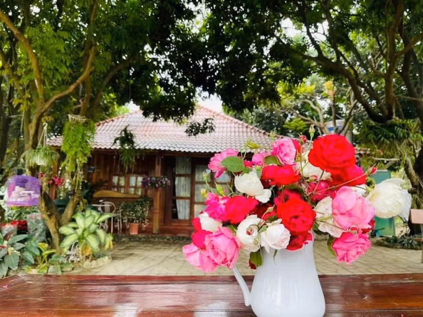 Органические розы из сада Каросе. (Фото: Тхань Ханг / Vietnam +)
