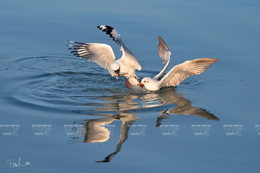 Некоторые работы на выставке "Мгновения природы". (Фото: ИЖВ)