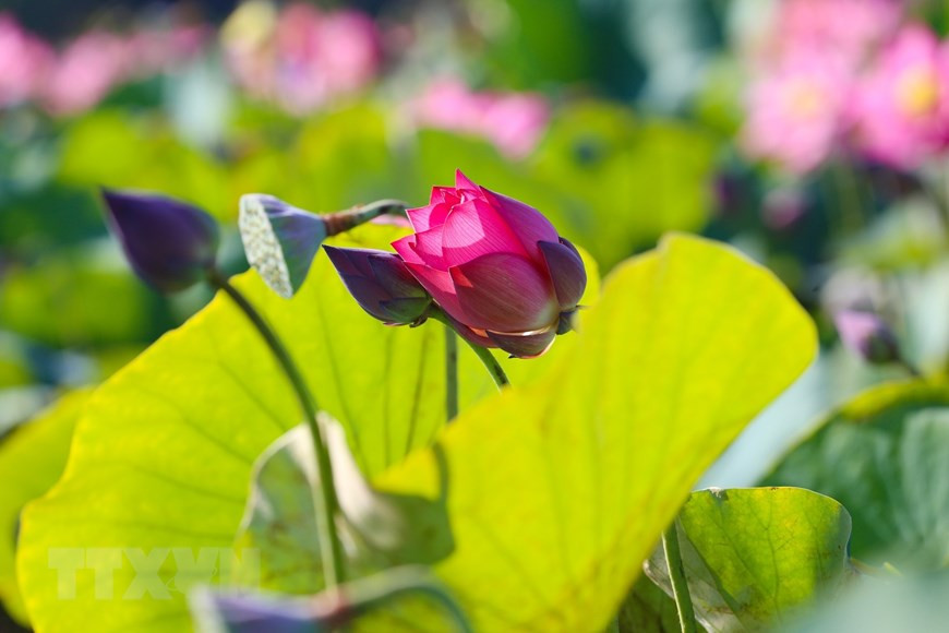 Нежные цветы лотоса в утреннем солнце. (Фото: ВИА)