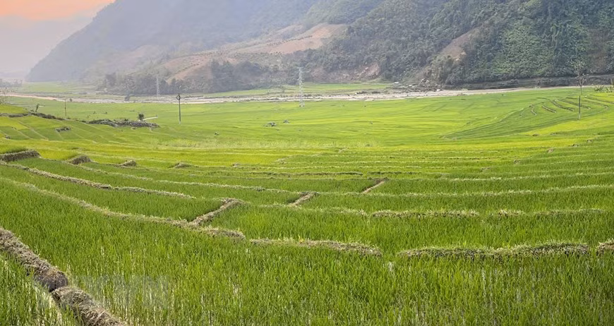 Зеленые террасные поля. (Фото: ВИА)
