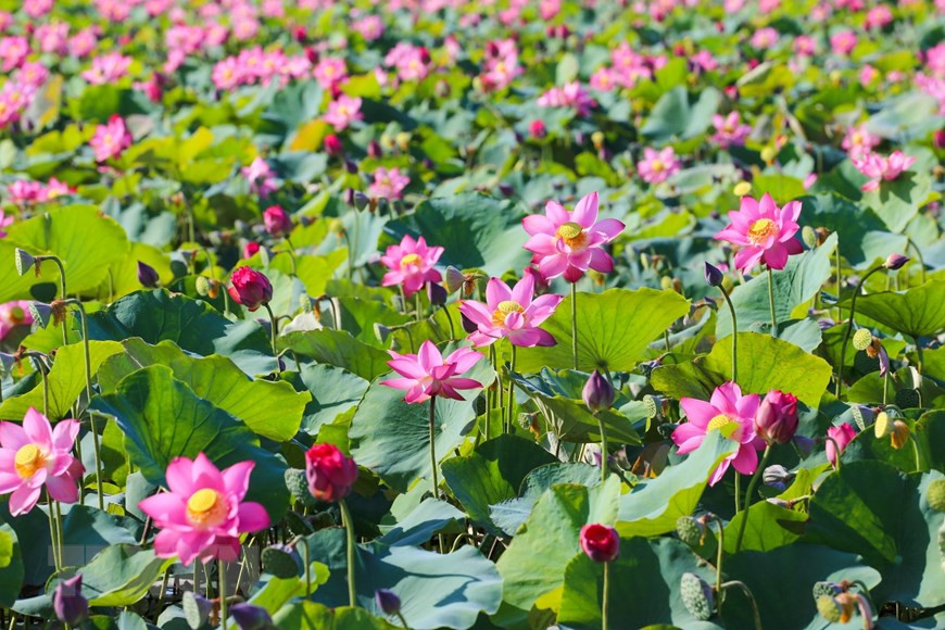 Лотосы распускаются в прибрежном городе Дананг. (Фото: ВИА)