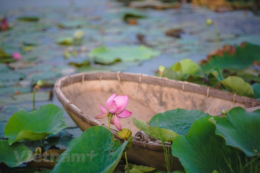 Благодаря большой площади, территория для посадки ценных видов лотоса в Жаламе образует красочный пруд. (Фото: Vietnam +)