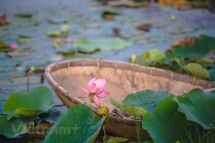 Благодаря большой площади, территория для посадки ценных видов лотоса в Жаламе образует красочный пруд. (Фото: Vietnam +)