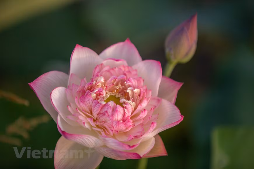 Сорт лотоса Pink Diamonds Lotus, также известный как розовый алмазный лотос. (Фото: Vietnam +)