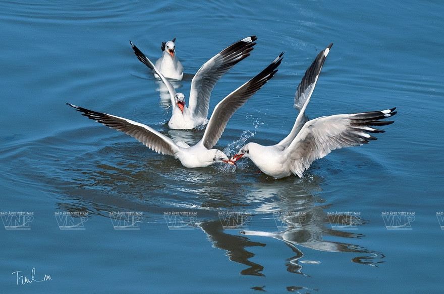 Некоторые работы на выставке "Мгновения природы". (Фото: ИЖВ)