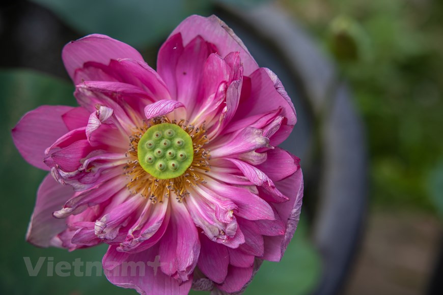 Лотос Mid Nights Lotus. (Фото: Vietnam +)