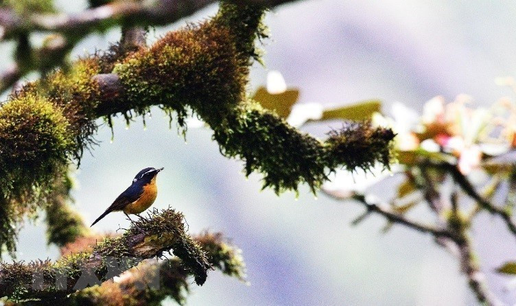 Флора и фауна плато Конханынг богаты и разнообразны с множеством редких видов. (Фото: ВИА)
