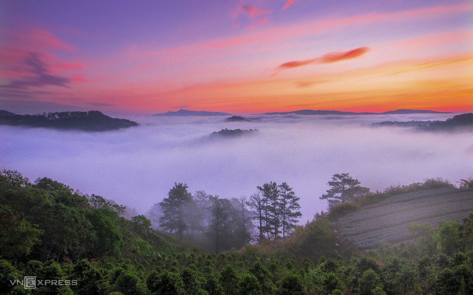 Рассвет в сосновом лесу и теплицах в деревне Туйшон обшины Суантхо. (Фото: vnexpress.net)