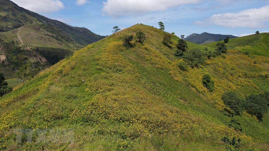 Дикие подсолнухи ярко цветут на склонах и вершинах Центрального нагорья. (Фото: Хонг Диеп/ВИА)