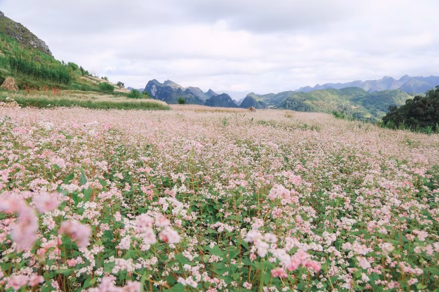Гречихи начинают цвести поздней осенью. (Фото: Vietnam +)
