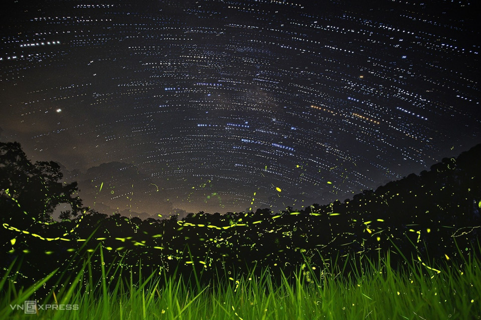 В настоящее время из-за воздействия пестицидов, быстрой урбанизации, среда обитания и поведение светлячков во Вьетнаме сильно ухудшилась. (Фото: vnexpress.net)