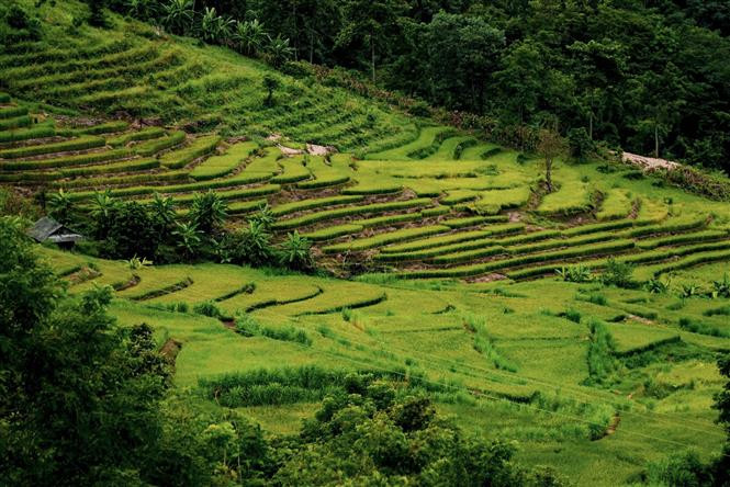 Террасные поля в Таленг (община Тханьминь, город Дьенбьенфу, провинция Дьенбьен). (Фото: ВИА)