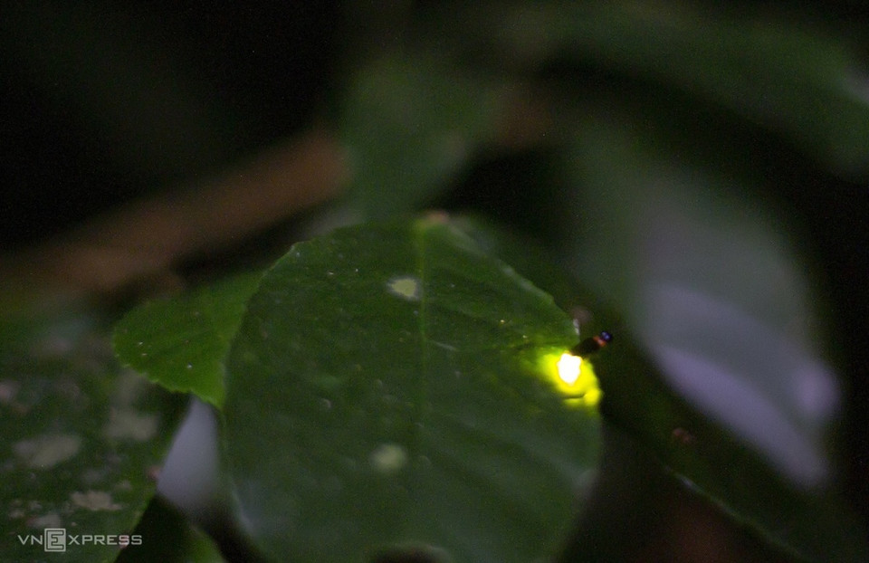 Светлячки заманяют самок в период размножения. (Фото: vnexpress.net)