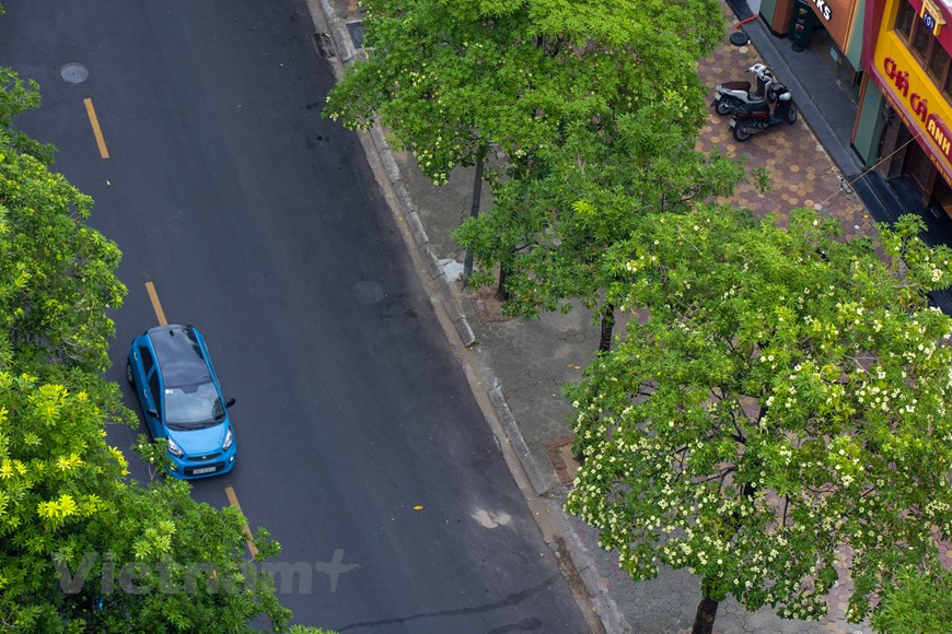 Альстония чатиан - типичный цветок столицы каждую осень. (Фото: ВИА)