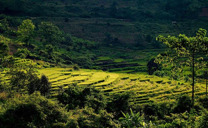 Красота террасных полей Таленг поэтична в лучах осеннего полуденного солнца. (Фото: ВИА)