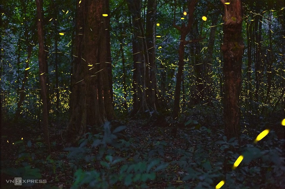 Призрачный свет в углу леса. Эти «летающие звезды» создают чарующее пространство, как на фестивале света или в сказочном лесу. (Фото: vnexpress.net)