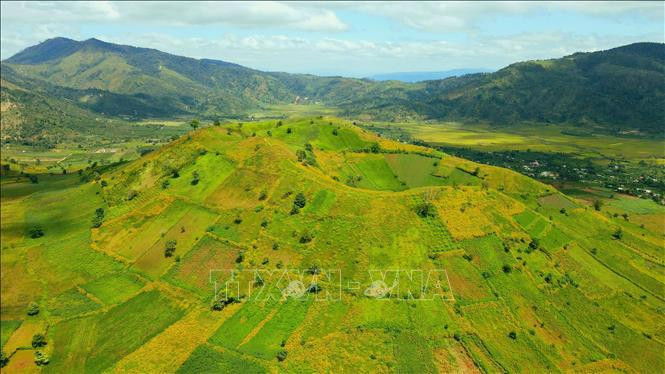 Вершина потухшего вулкана Тьы Данг Я в сезон цветения желтых подсолнухов. (Фото: ВИА)