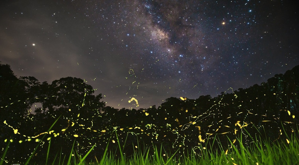 Движение Млечного Пути в небе объединяет свет светлячков под лесной травой. (Фото: vnexpress.net)