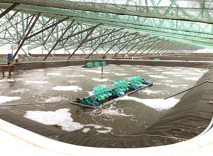 Высокотехнологичный комплекс по производству креветок группы «Вьетнам-Австралия» в обшине Митхань, уезда Фуми. (Фото: Нгуен Линь / ВИА)