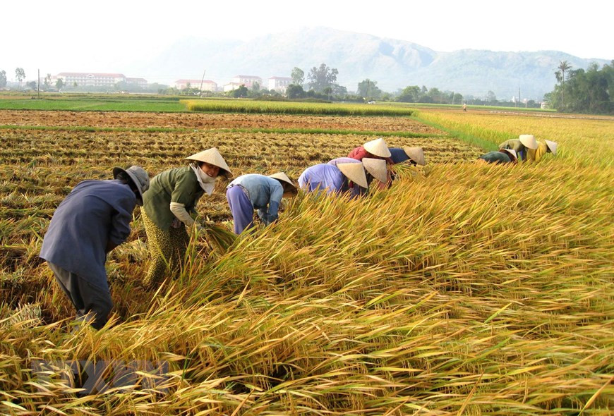 Фермеры в квартале Ньонфу, города Кюиньон собирают урожай риса. (Фото: Виет И / ВИА)