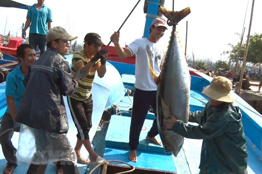 Ловля тунца является сильной стороной рыболовства в Биньдинь. (Фото: Нгуен Линь / ВИА)