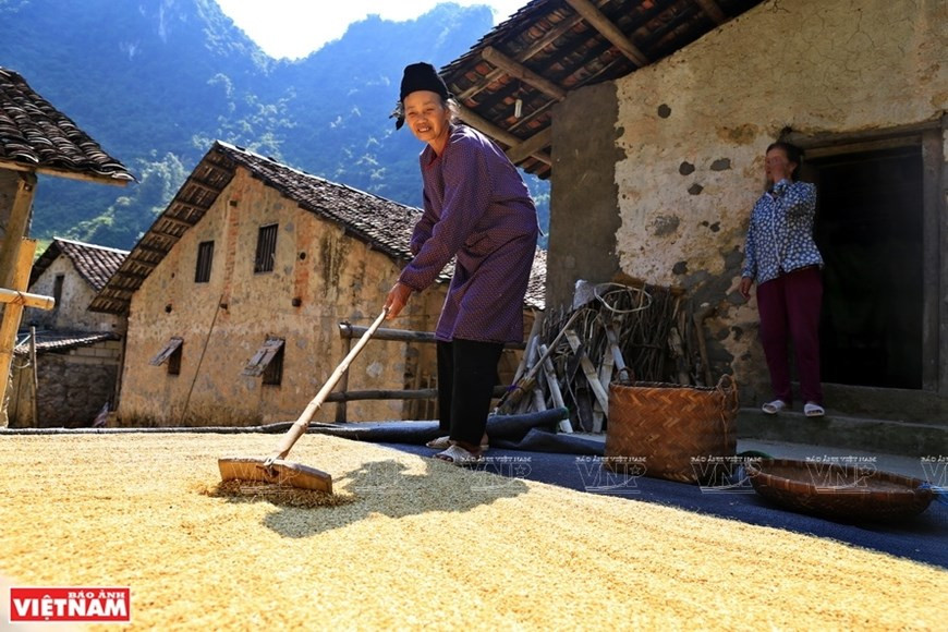 Женщина народа Тай сушит рис во дворе 400-летнего каменного дома на сваях в селе Хуойки (Фото: ИЖВ/ВИА)