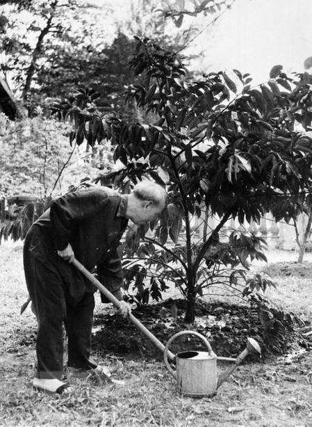 Фотография “Дядя Хо заботится о деревьях, подаренных ему жителями Юга Вьетнама” (1957 г.) завоевала премию Хо Ши Мина в 2000 г. (Фото: Динь Данг Динь / ВИА)