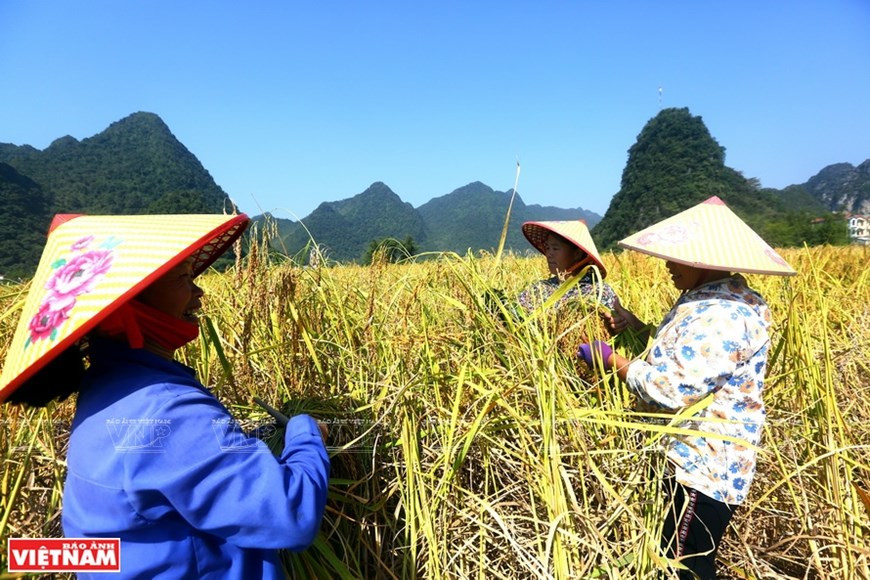Сбор урожая риса в долине Нгоккон (Фото: ИЖВ/ВИА)