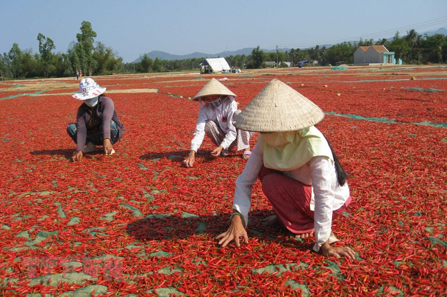 Фермеры в обшине Митьань, уезда Фуми (Биньдинь), выращивают и перерабатывают перец чили на потребление в стране и экспорт. (Фото: Виет И /ВИА)