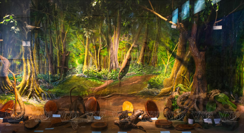 Образцы экосистемы национального парка Кондао. (Фото: ВИА)