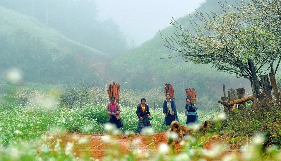 Удивительные природные пейзажи провинции Мокчау создают особую привлекательность для туристов, которую редко можно увидеть в других местах. (Фото: ВИА)