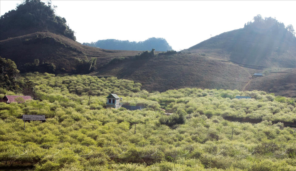 Сливовая долина Мокчау цветет белым цветом. (Фото: ВИА)