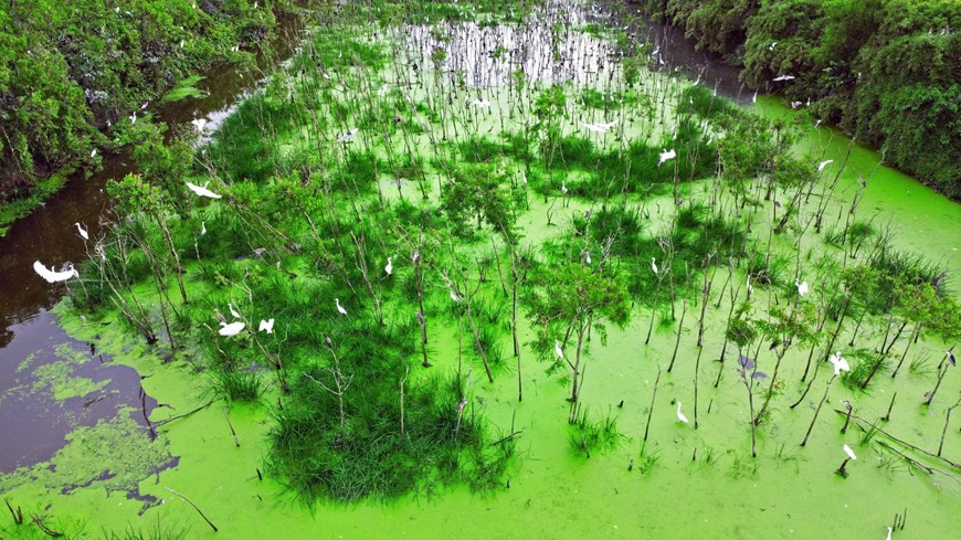  Сад Тышы, одна из главных туристических достопримечательностей в районе Тхойбинь. (Фото: ВИА)